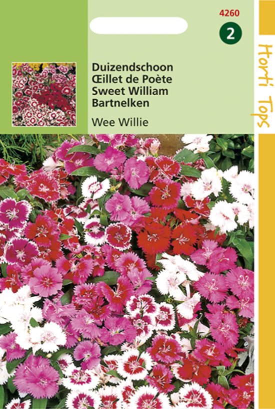 Bartnelken Wee Willie (Dianthus) 475 Samen